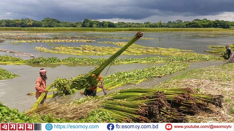 কুড়িগ্রামে পানির অভাবে ভাড়া ডোবায় পাট জাগ দিচ্ছেন কৃষকেরা।...