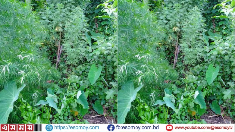 নীলফামারীতে সেনাবাহিনীর অভিযানে দেশীয় অস্ত্রসহ গাঁজার গাছ উদ