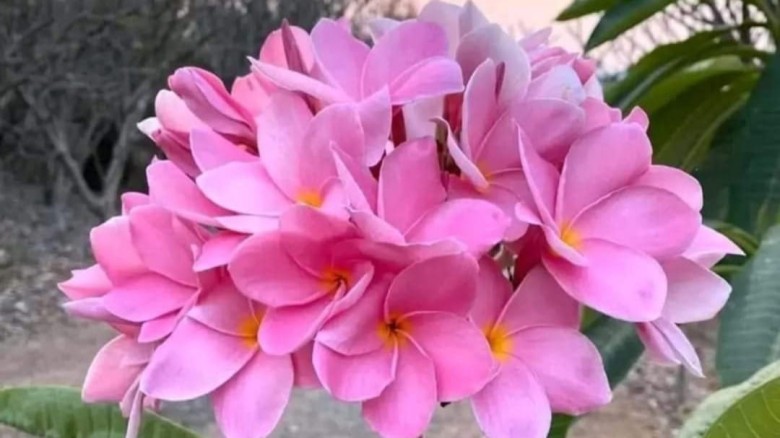 কবিতা- সাড়ে তিন হাজার বছর  __,বিলকিস আক্তার __