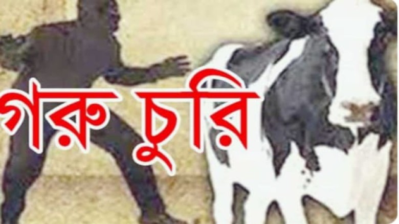কেন্দুয়ায় রাতের আঁধারে তিনটি গরু উধাও