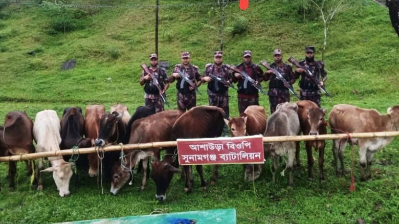 সুনামগঞ্জে ৬ লাখ টাকা মূল্যের ১২টি ভারতীয় গরু আটক।