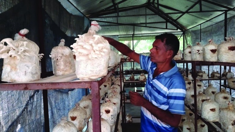 সফল মাশরুম চাষী নড়াইলে অসিত বসু।