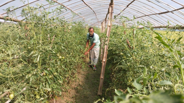 নড়াইলে পলিশেডে টমেটো চাষ করে সফল কৃষকরা