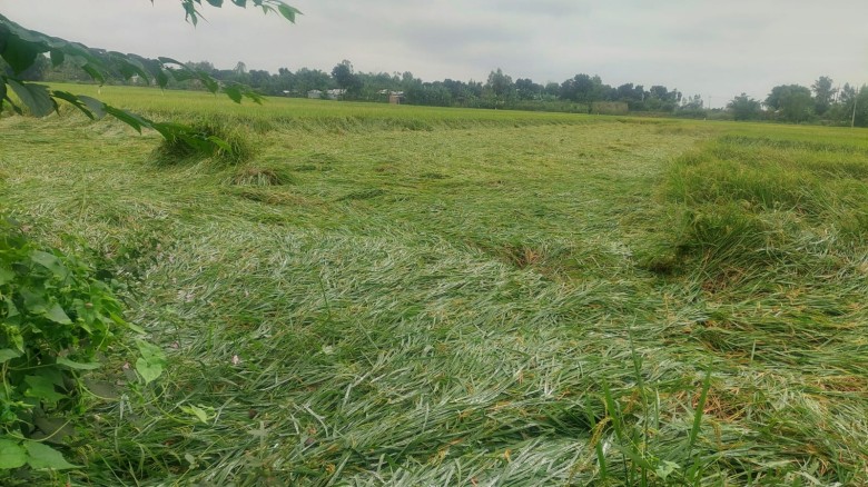 অসময়ে বৃষ্টি রাণীশংকৈলে ক্ষতিগ্রস্ত হয়েছেন অসংখ্য কৃষক...