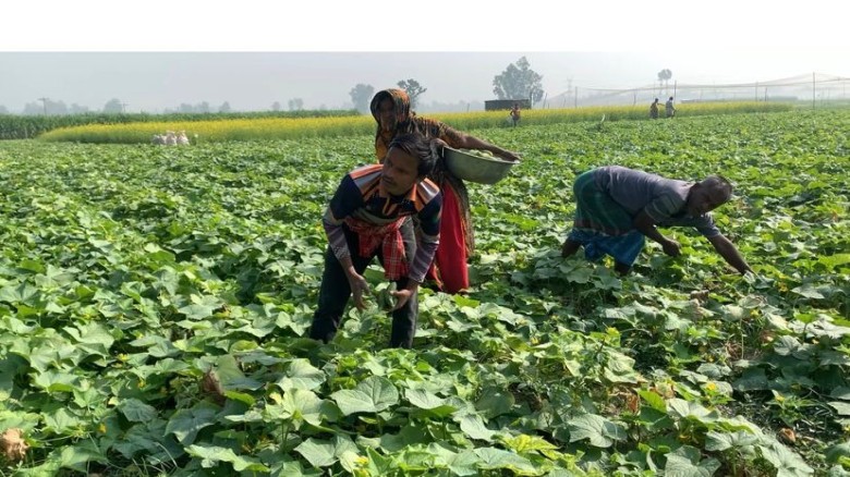 উল্লাপাড়ায় খিরা চাষে বাম্পার ফলন, ভালো দামে কৃষকের মুখে হাসি